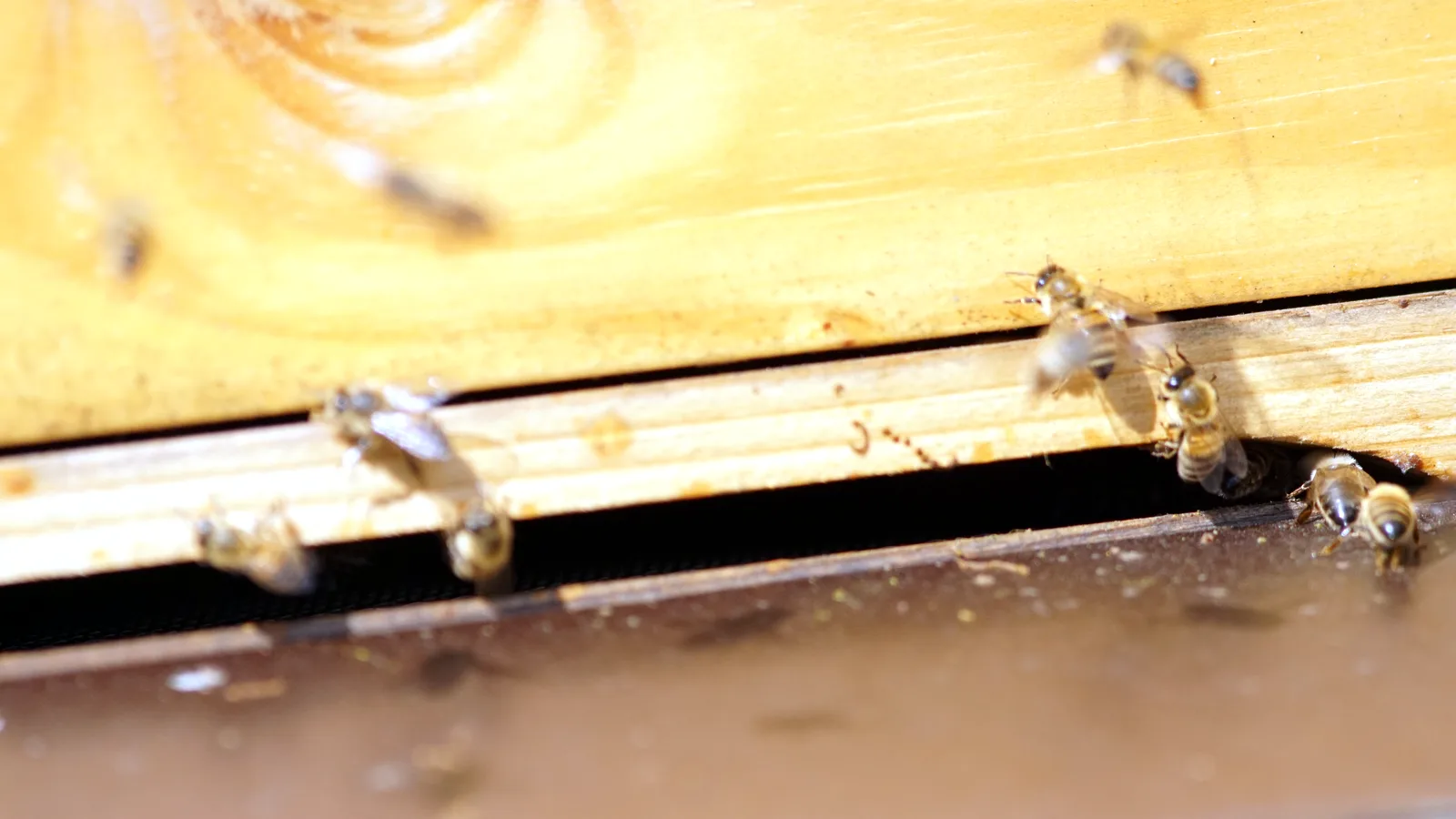 Bienen am Flugloch unseres Volks