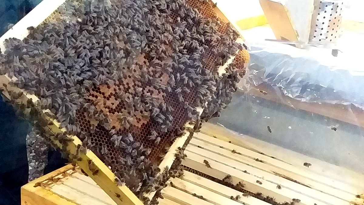 Kontrolle einer vollen Bienenwabe