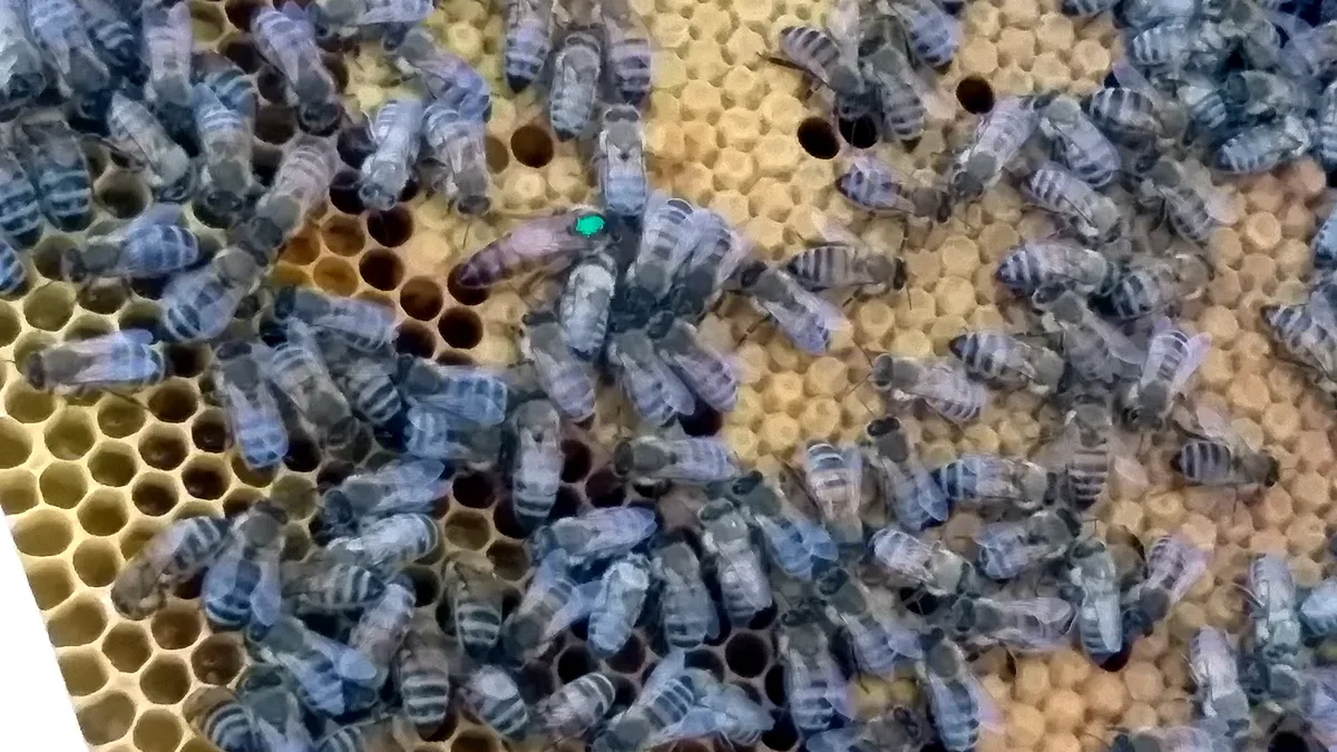Markierte Königin auf der Wabe